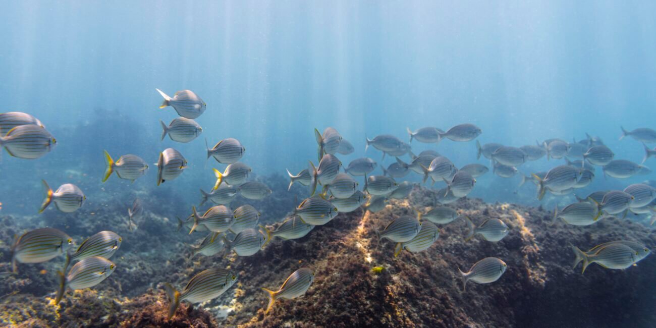 Biodiversidad Marina en Barcelona